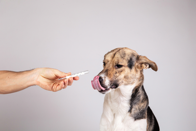 THE BENEFITS OF CBD FOR DOGS