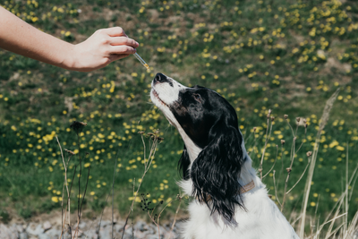 CBD DOSAGE FOR DOGS: CALCULATE YOUR INDIVIDUAL DOSE HERE