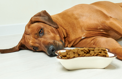 CBD TO INCREASE YOUR DOG’S APPETITE