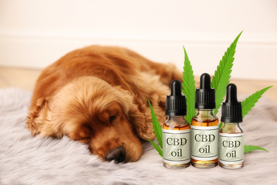 CBD OIL FOR DOGS: ALL YOU NEED TO KNOW