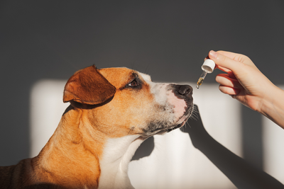 CBD OIL AND TREATS FOR DOGS WITH SEIZURES