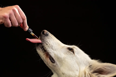 POTENTIAL SIDE EFFECTS OF GIVING CBD OIL TO YOUR DOGS