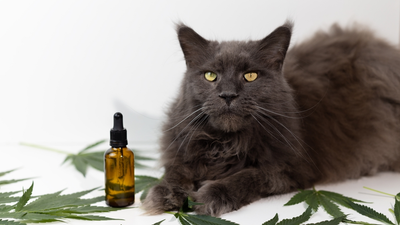 BENEFITS OF CBD FOR CATS