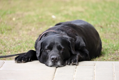 ARTHRITIS IN DOGS: SUSCEPTIBLE BREEDS, CAUSES, AND OTHER FACTORS