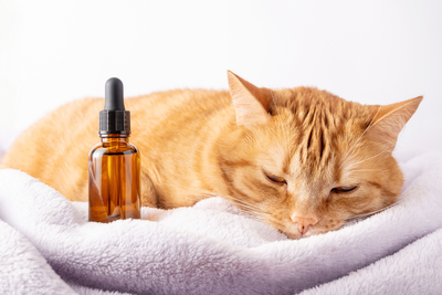 CBD OIL AND TREATS FOR CATS WITH ANXIETY
